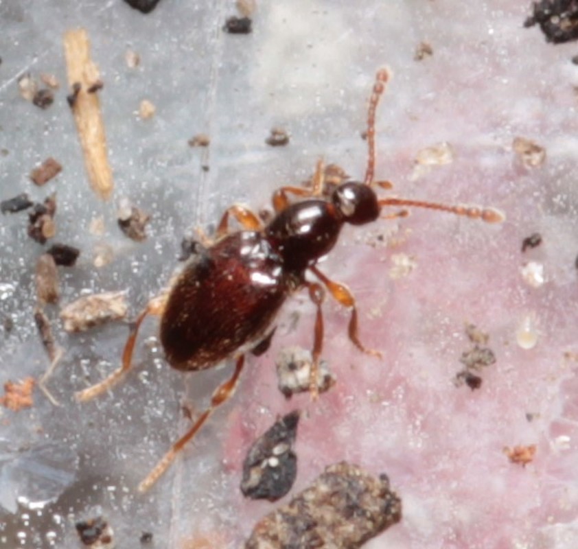 Scydmaenus tarsatus - talpas gödörkésbogár