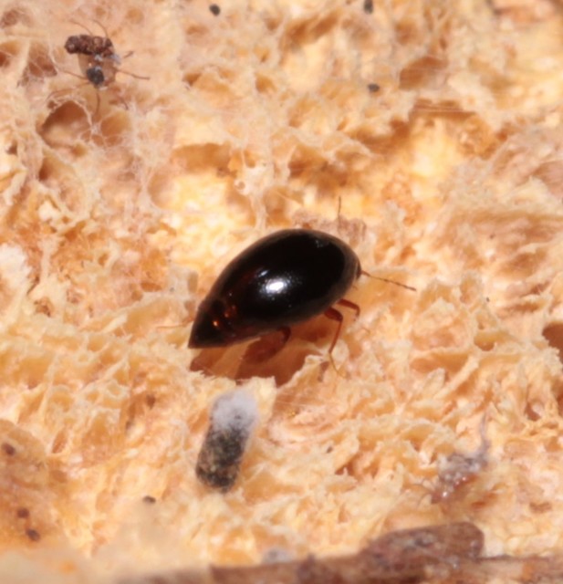 Scaphisoma