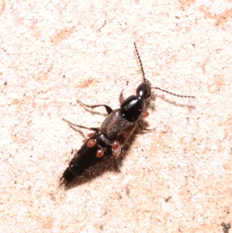 Philonthus varians - változékony ganajholyva
