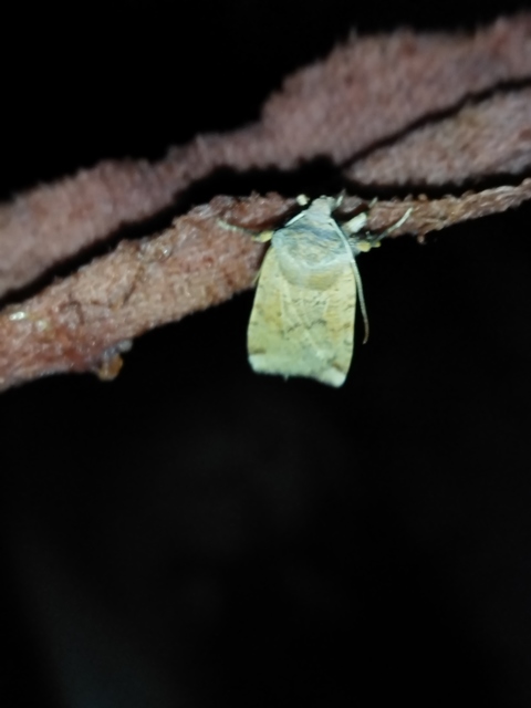 Conistra veronicae - veronika-őszibagoly