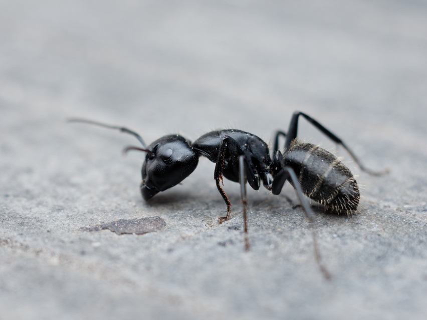 Camponotus vagus - fekete lóhangya