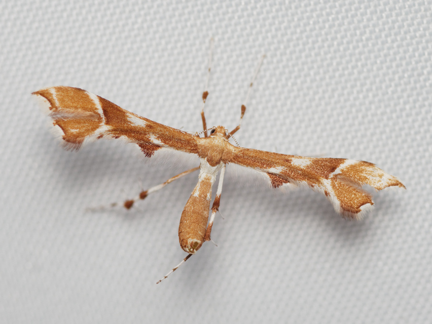 Cnaemidophorus rhododactyla - rózsabogyó-tollasmoly