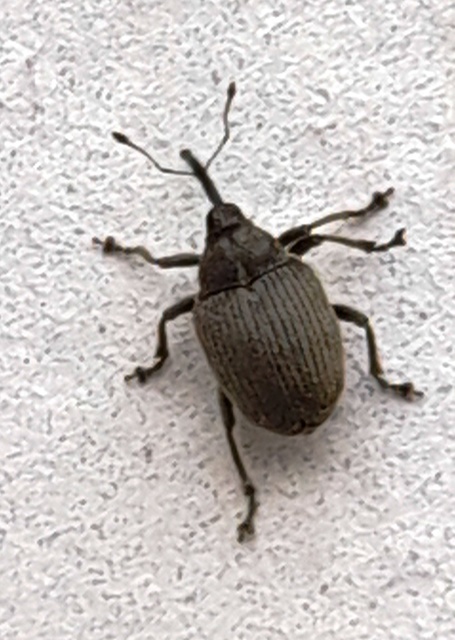 Ceutorhynchus napi - széles repce-ceutormányos