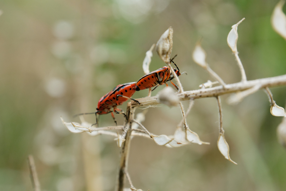 Eurydema ornata - díszespoloska