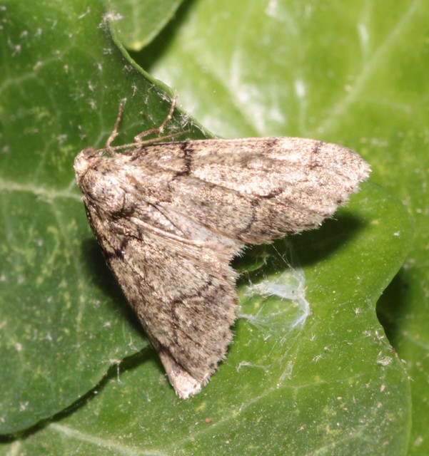 Tephronia sepiaria/Eumannia lepraria