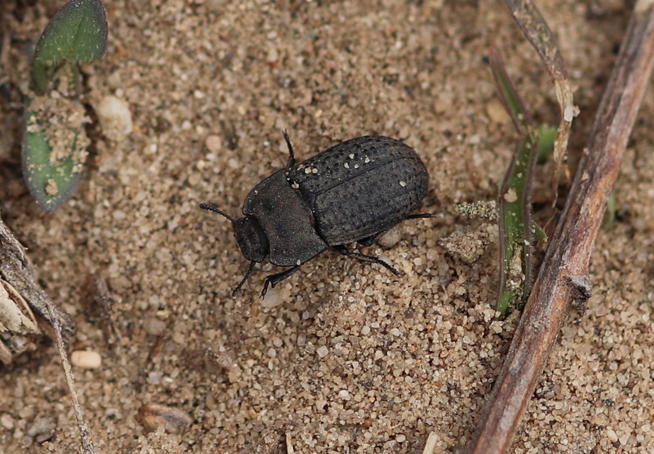 Opatrum sabulosum - sároshátú gyászbogár