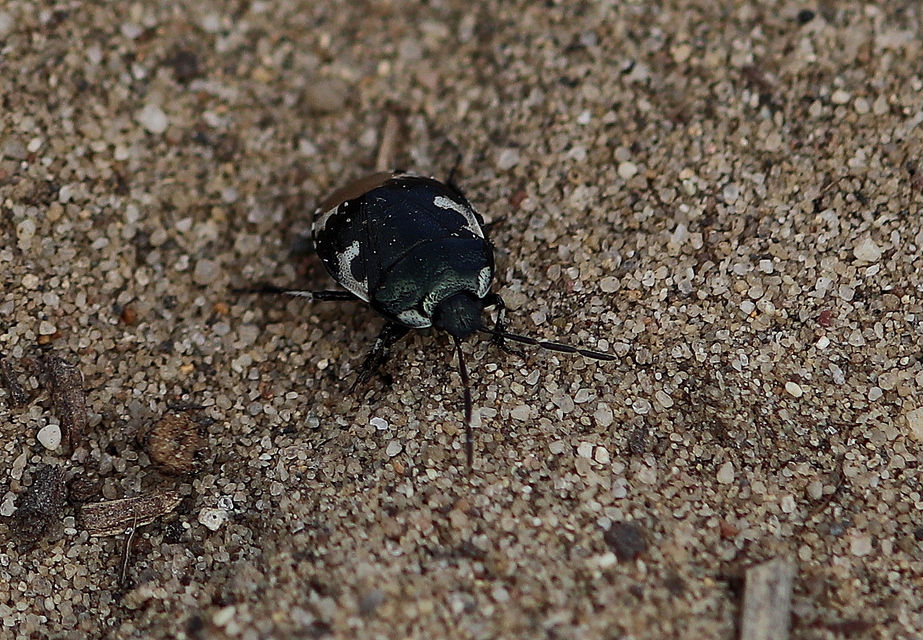Tritomegas bicolor - foltos földipoloska
