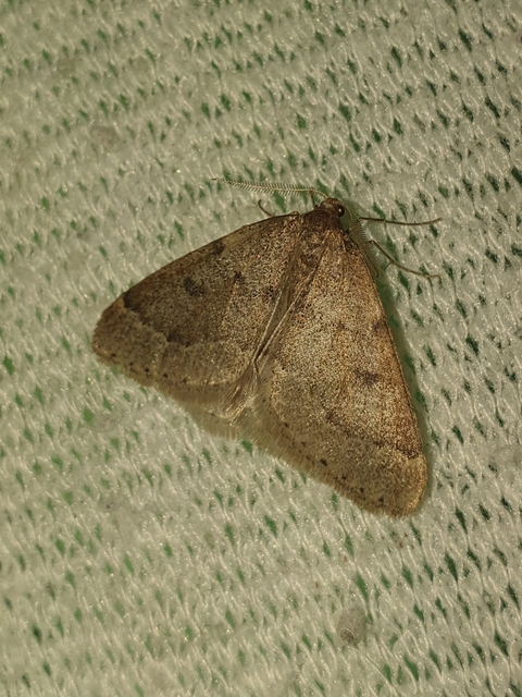 Theria rupicapraria - tavaszi kökényaraszoló