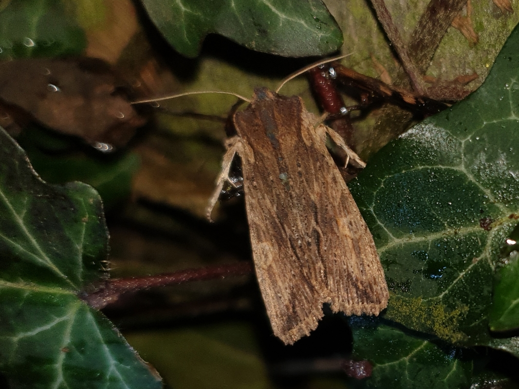 Lithophane semibrunnea - keskenyszárnyú fabagoly
