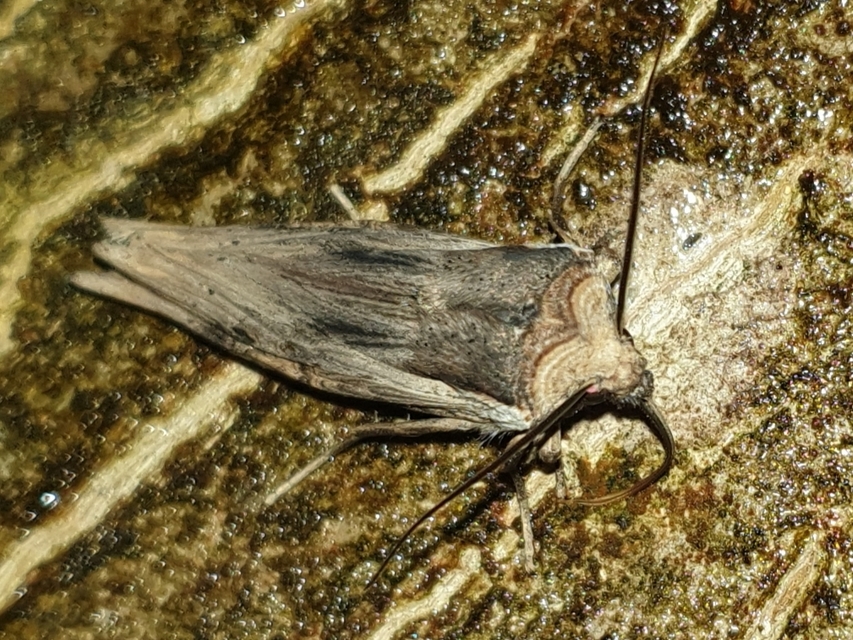 Xylena exsoleta - szürke fabagoly