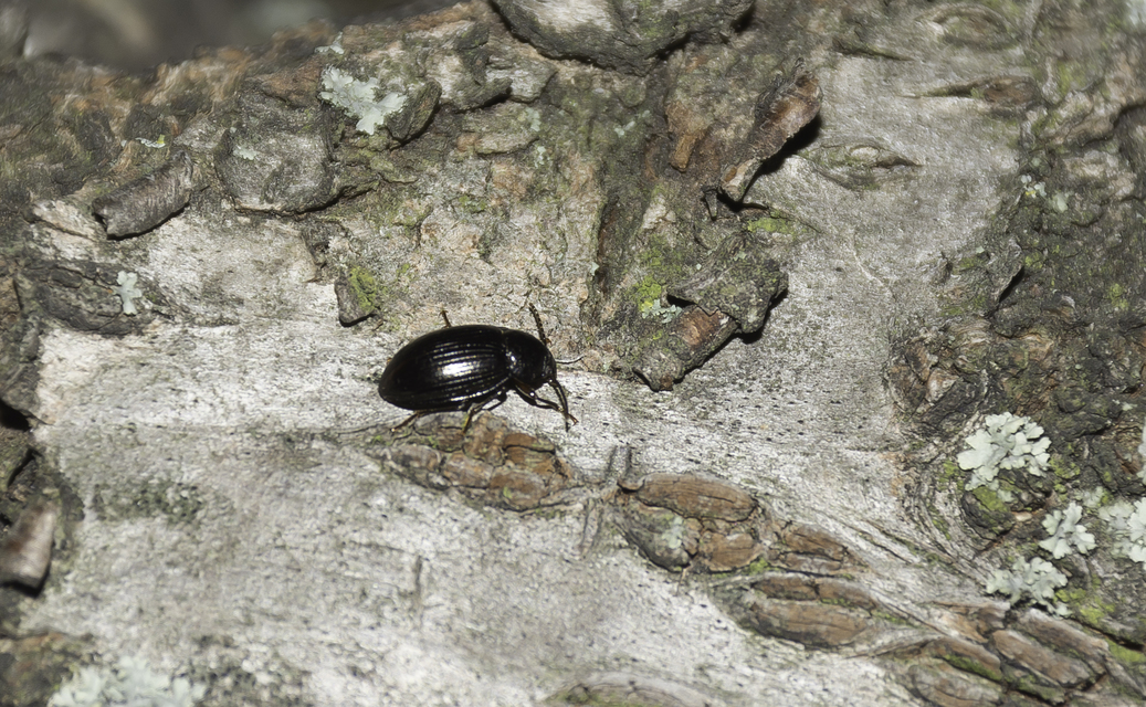 Nalassus dermestoides - rövidszárnyú gyászbogár