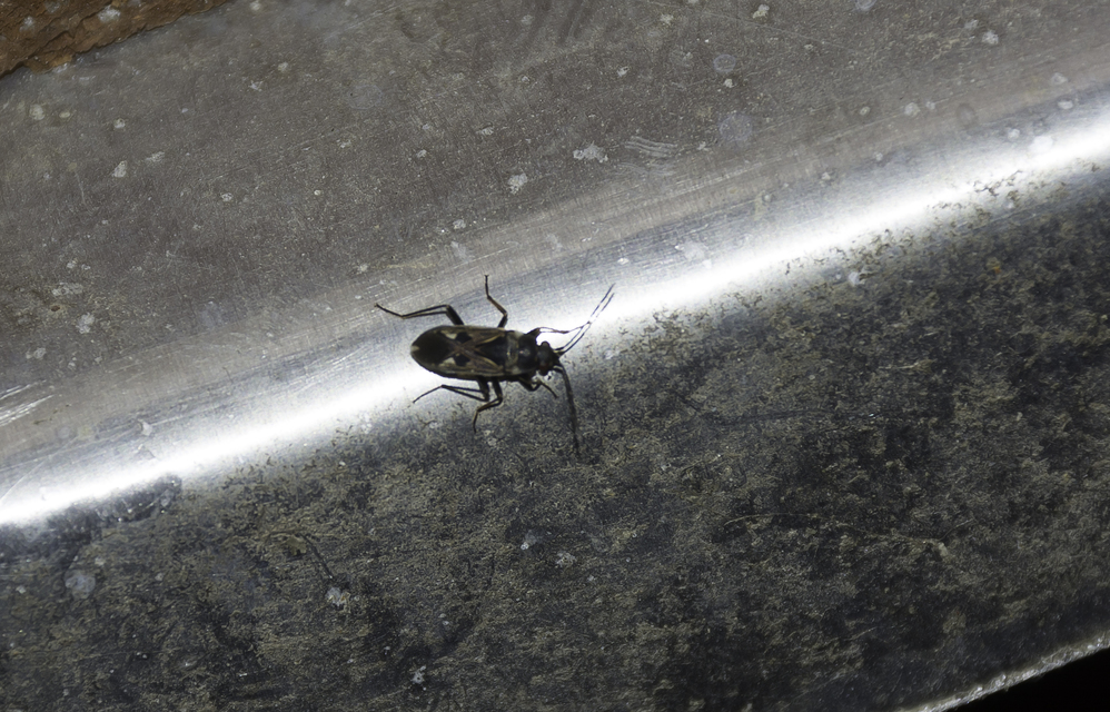 Rhyparochromus vulgaris - közönséges díszesbodobács