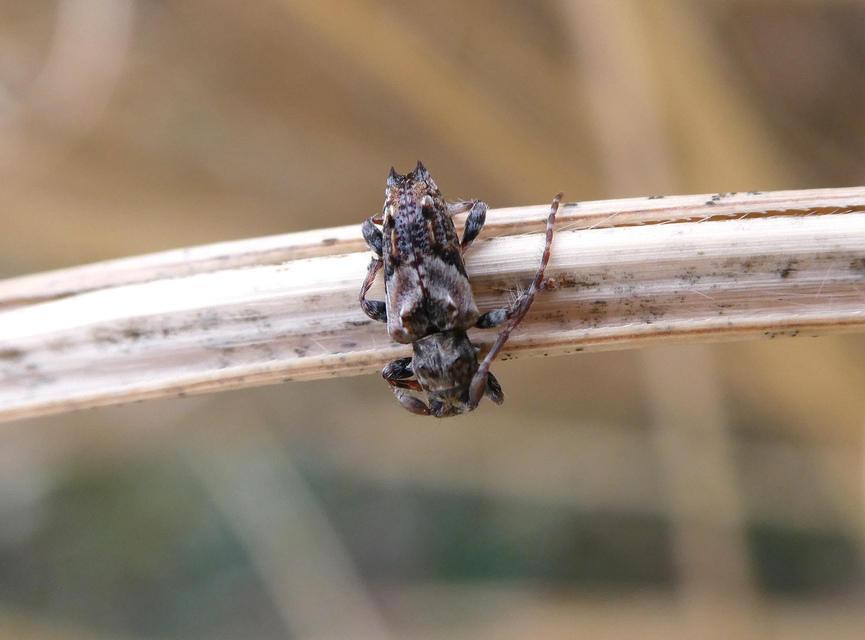 Pogonocherus hispidus - kéttövises ecsetcincér