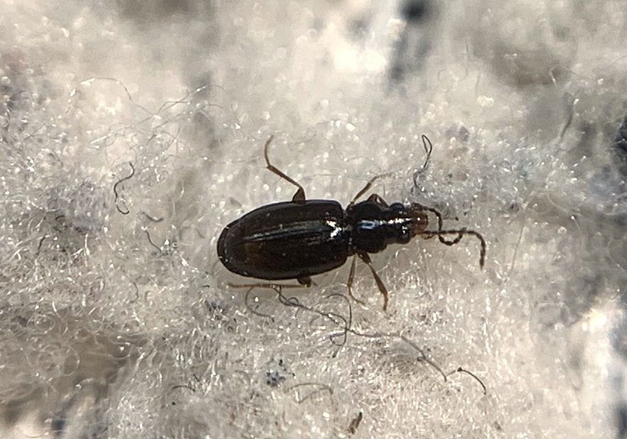 Tachys bistriatus - közönséges martfutó
