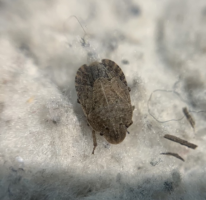 Sciocoris Sciocoris