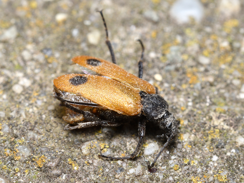 Apalus bimaculatus - kétfoltos élősdibogár