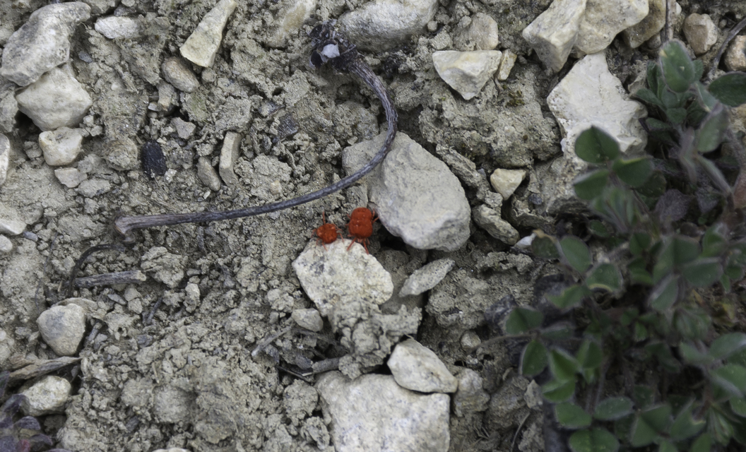 Trombidium
