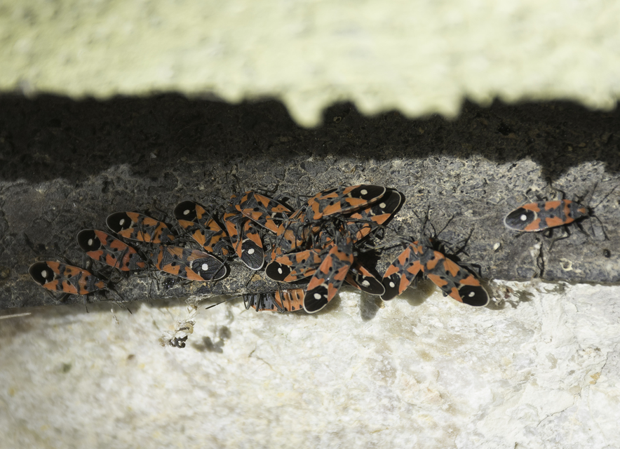 Lygaeus equestris/simulans