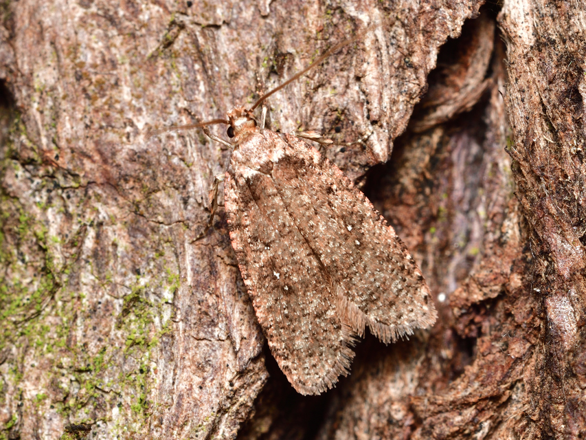 Agonopterix