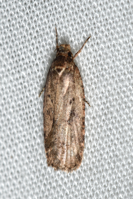 Agonopterix