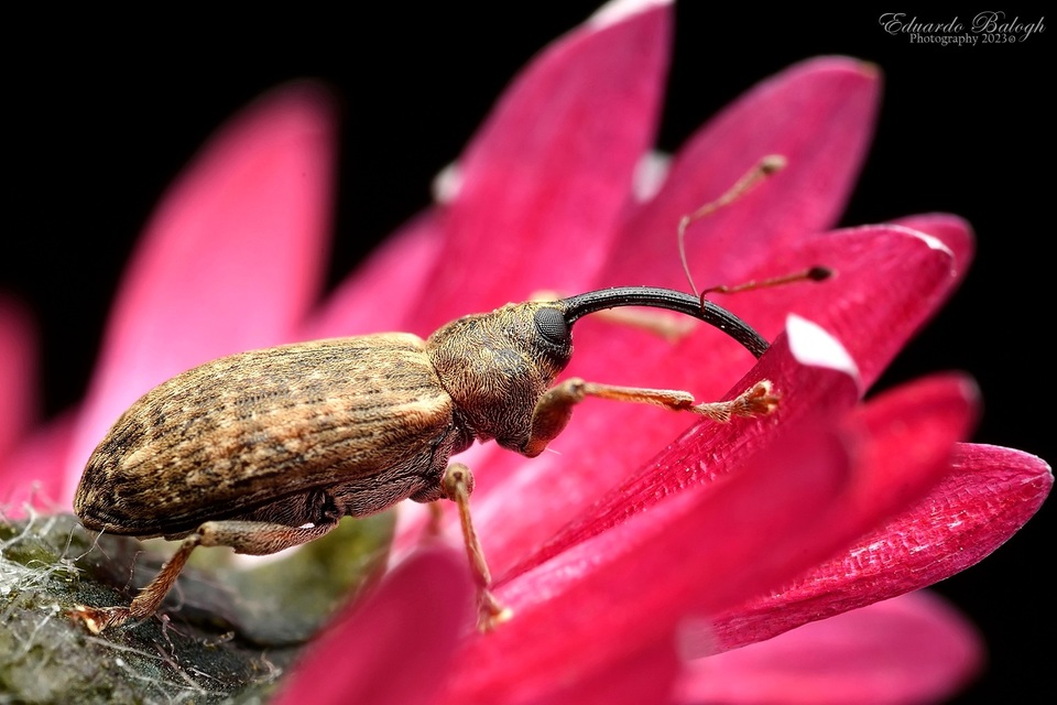Dorytomus longimanus - kétalakú hangormányos
