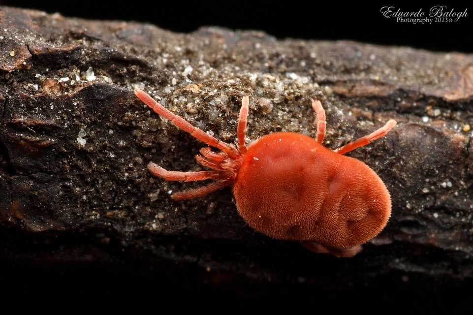 Allothrombium
