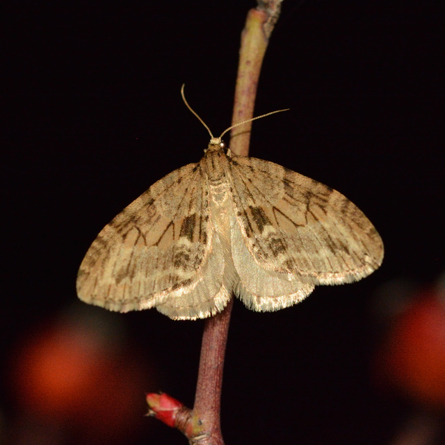 Trichopteryx polycommata - kőrisfa-lebenyesaraszoló