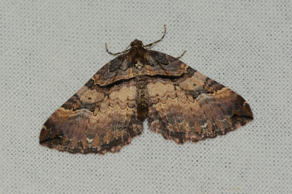 Earophila badiata - csipkerózsa-araszoló