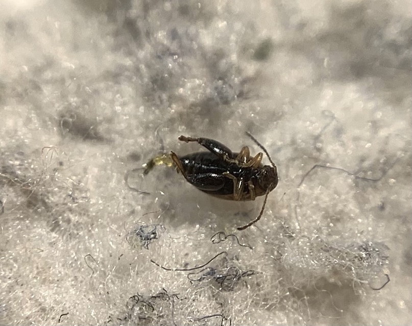 Longitarsus strigicollis