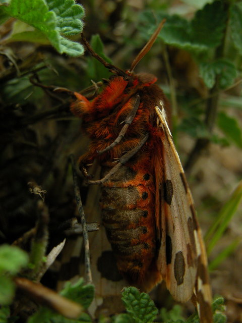 Arctia caja - közönséges medvelepke