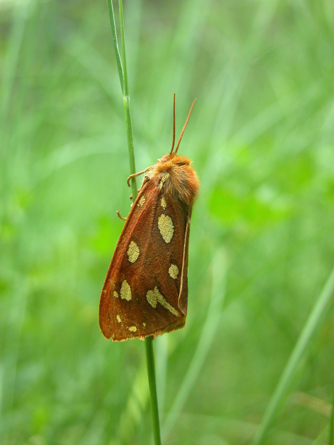 Hyphoraia aulica - barna medvelepke