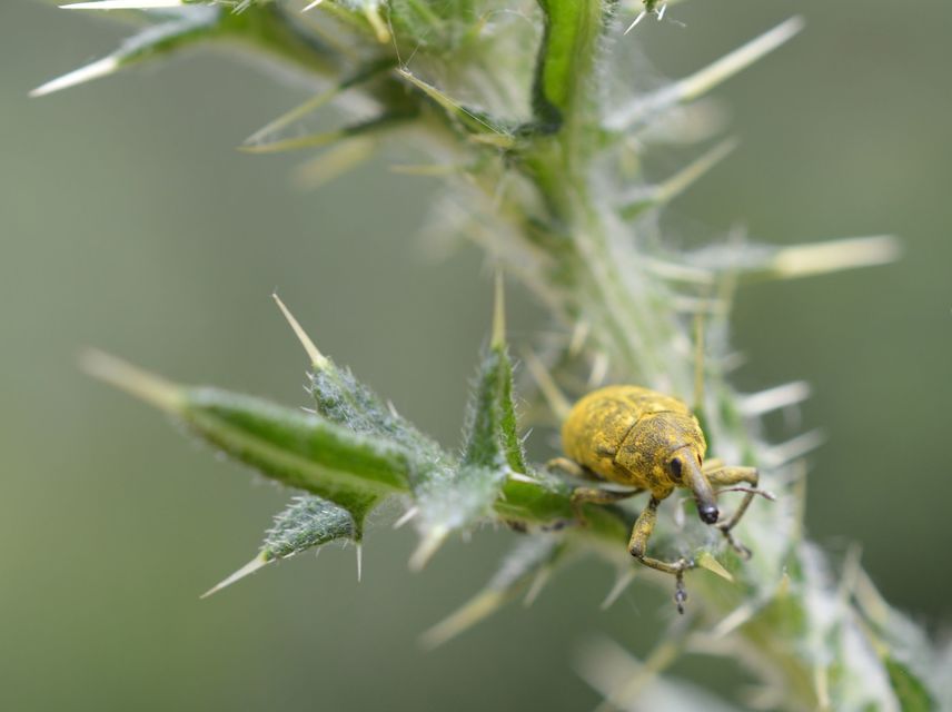Larinus