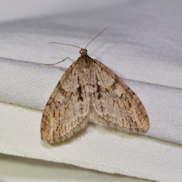 Trichopteryx polycommata - kőrisfa-lebenyesaraszoló