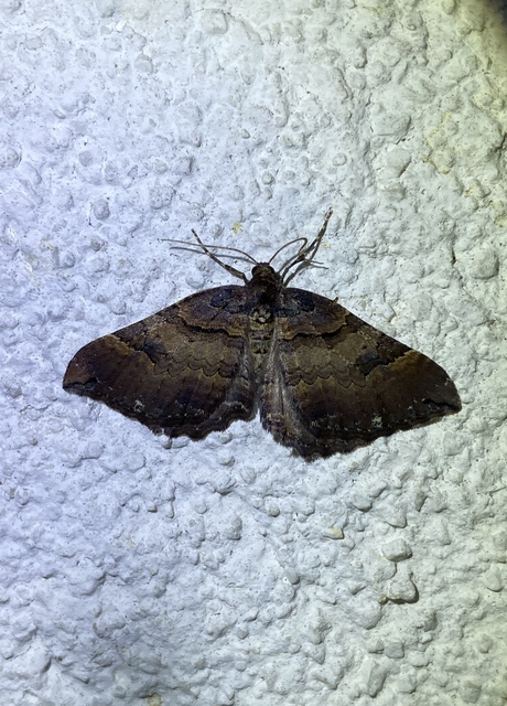 Earophila badiata - csipkerózsa-araszoló