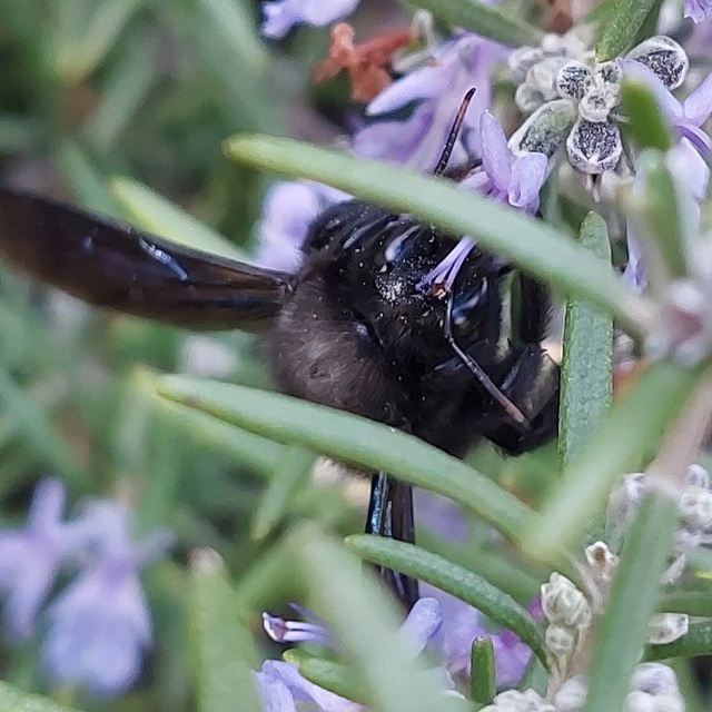 Xylocopa violacea - kék fadongó