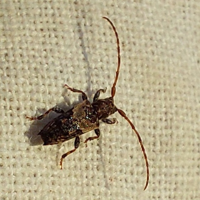 Pogonocherus hispidus - kéttövises ecsetcincér