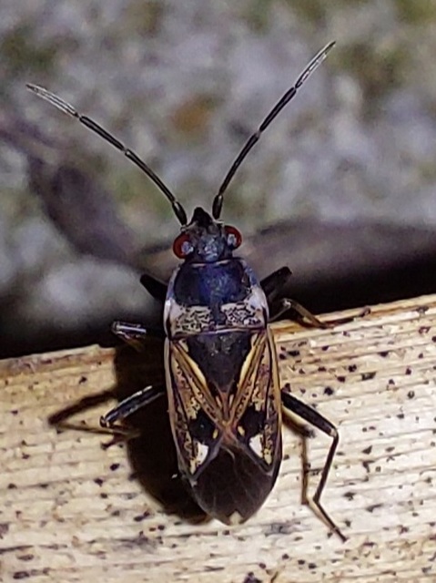 Rhyparochromus vulgaris - közönséges díszesbodobács