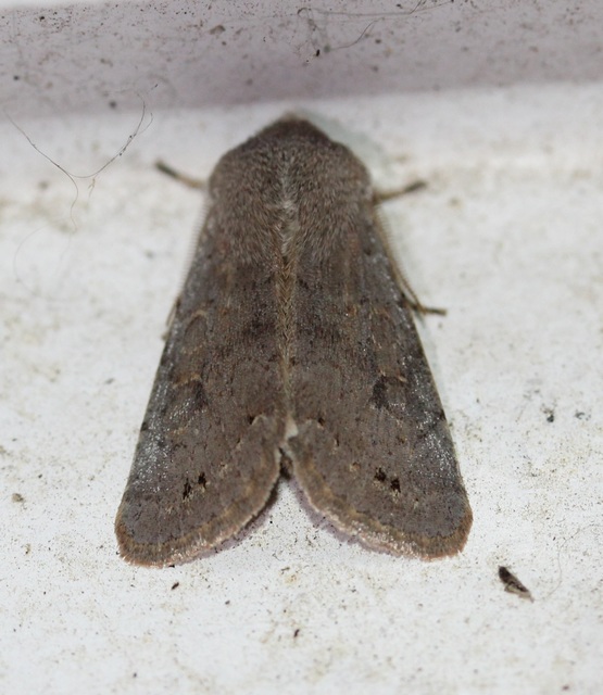 Orthosia populeti - nyárfa-barkabagoly