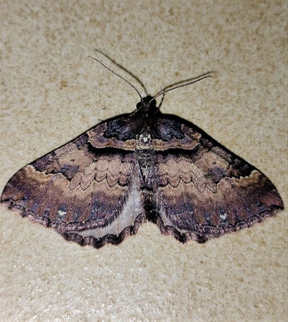 Earophila badiata - csipkerózsa-araszoló