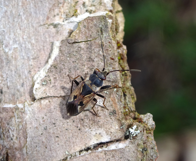 Rhyparochromus vulgaris - közönséges díszesbodobács