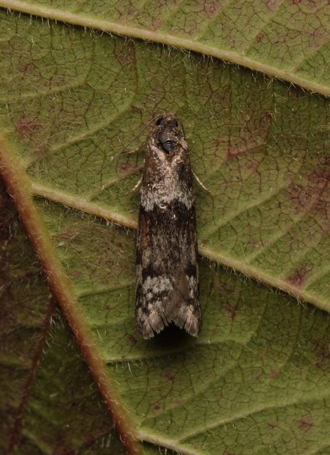 Tortricodes alternella - tavaszi sodrómoly
