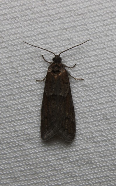 Tortricodes alternella - tavaszi sodrómoly