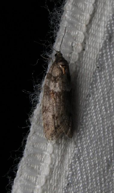 Tortricodes alternella - tavaszi sodrómoly