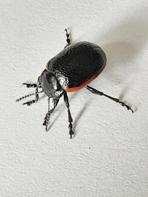 Chrysolina kuesteri - ráncos szegélyeslevelész