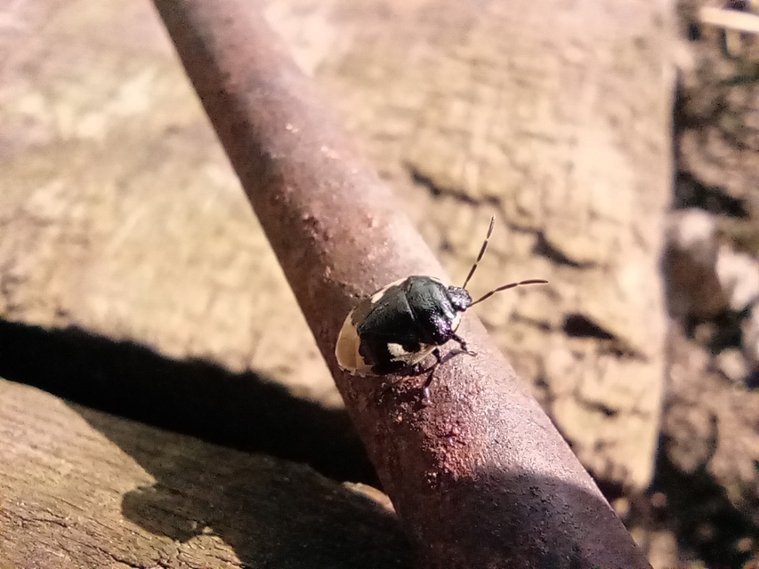 Tritomegas bicolor - foltos földipoloska