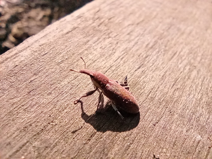 Lixus vilis - gémorr-dudvabarkó