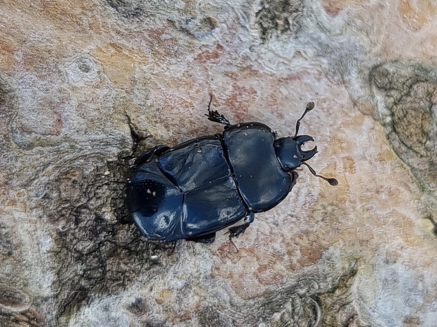 Hololepta plana - lemez-sutabogár