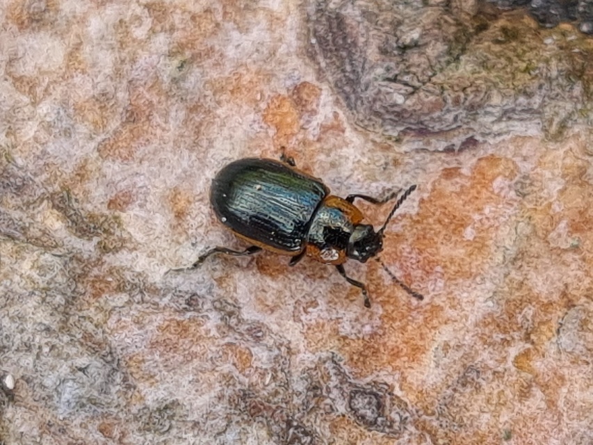 Prasocuris marginella - szegélyes boglárkalevelész