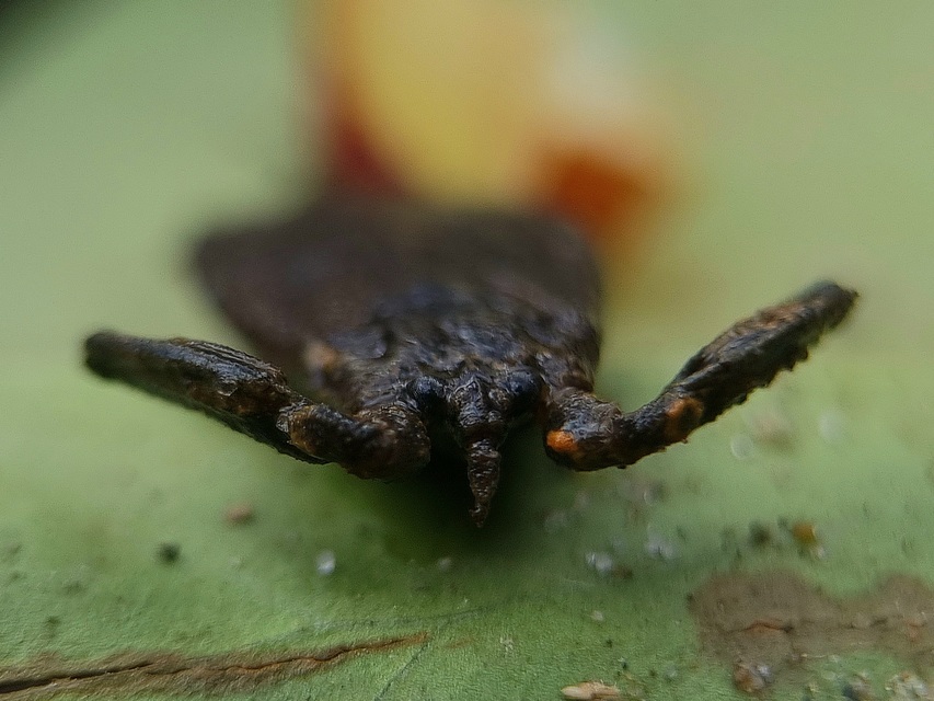 Nepa cinerea - víziskorpió