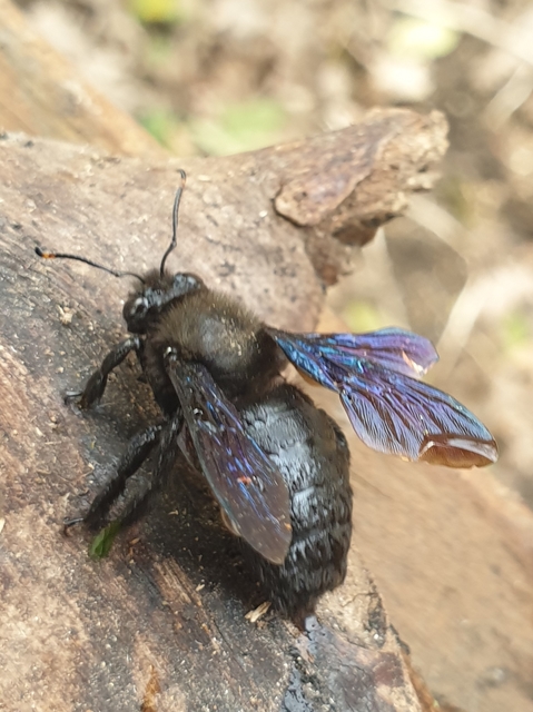 Xylocopa violacea - kék fadongó